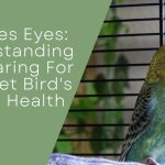 Budgies Eye