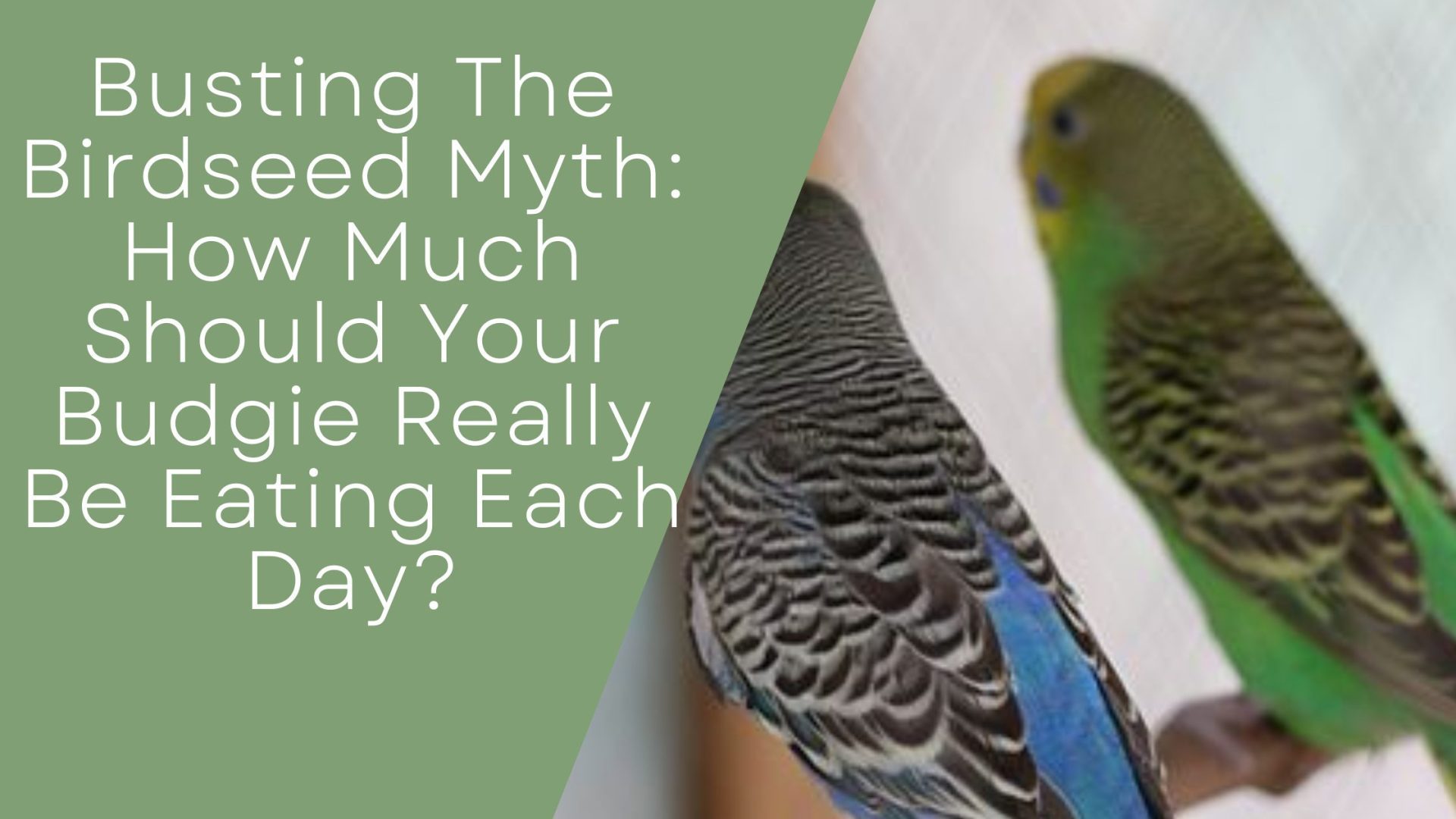 Busting The Birdseed Myth