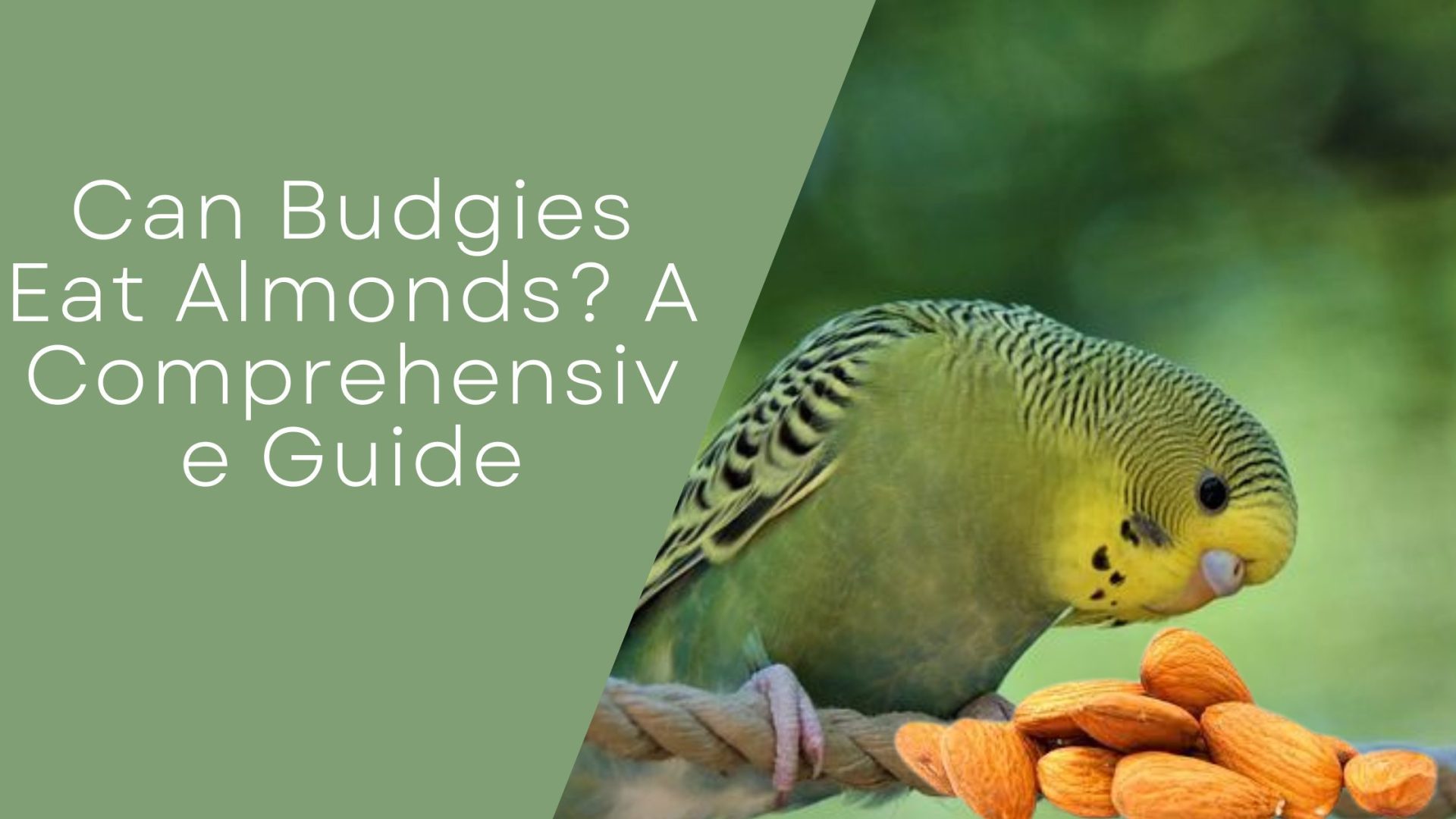 Can Budgies Eat Almonds