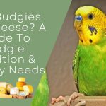 Can Budgies Eat Cheese