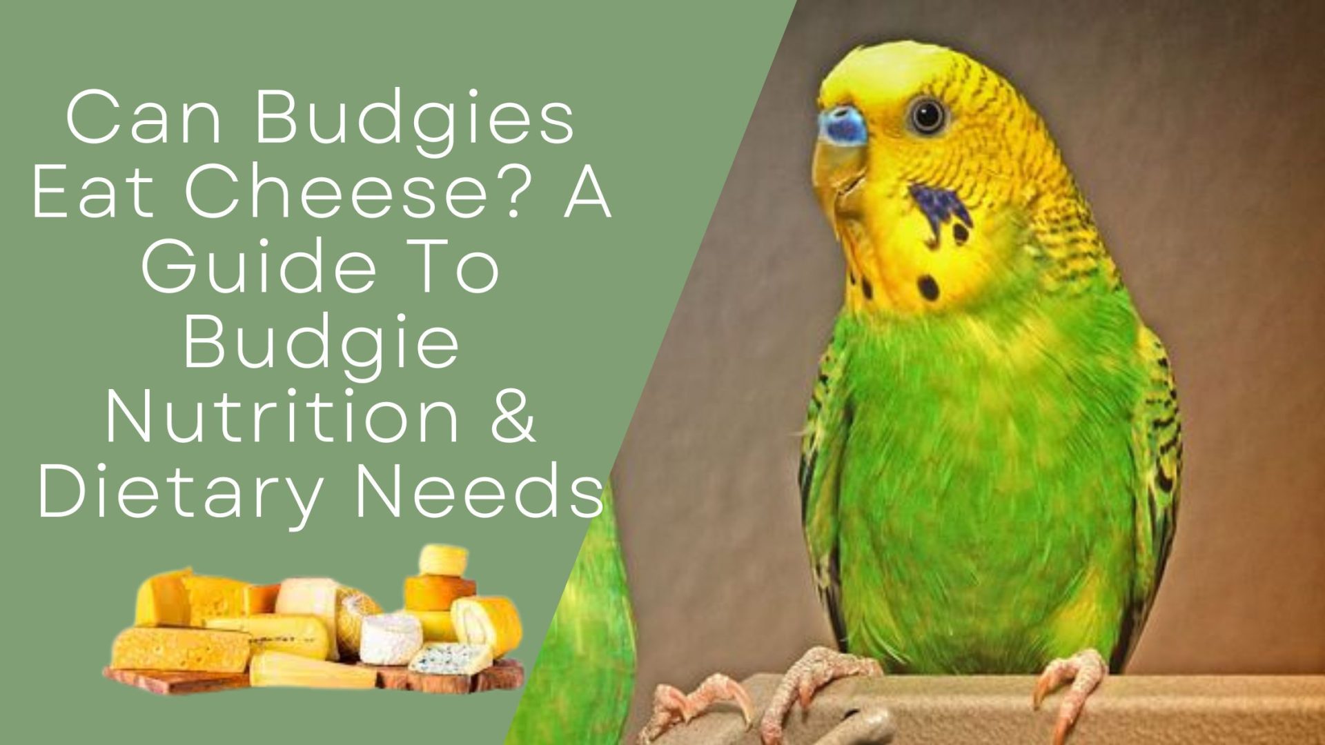 Can Budgies Eat Cheese