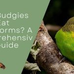 Can Budgies Eat Mealworms