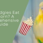Can Budgies Eat Popcorn