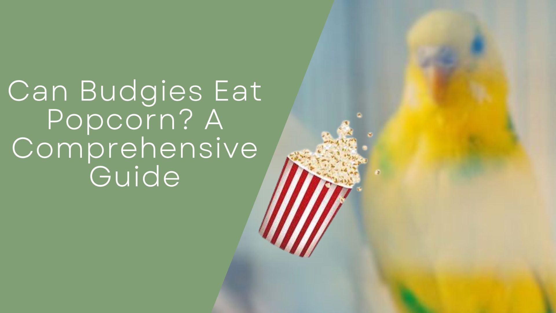 Can Budgies Eat Popcorn