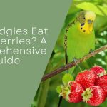 Can Budgies Eat Strawberries