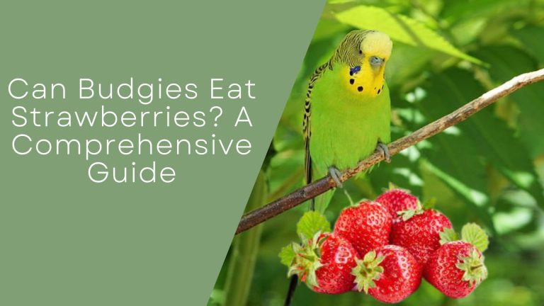 Can Budgies Eat Strawberries