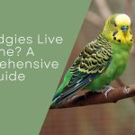 Can Budgies Live Alone