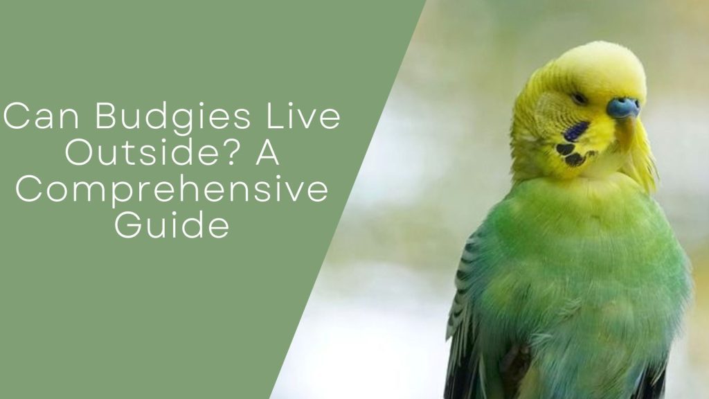 Can Budgies Live Outside
