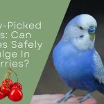 Can Budgies Safely Indulge In Cherries