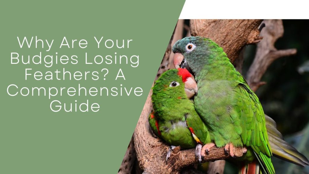 Budgies Losing Feathers