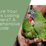 Budgies Losing Feathers