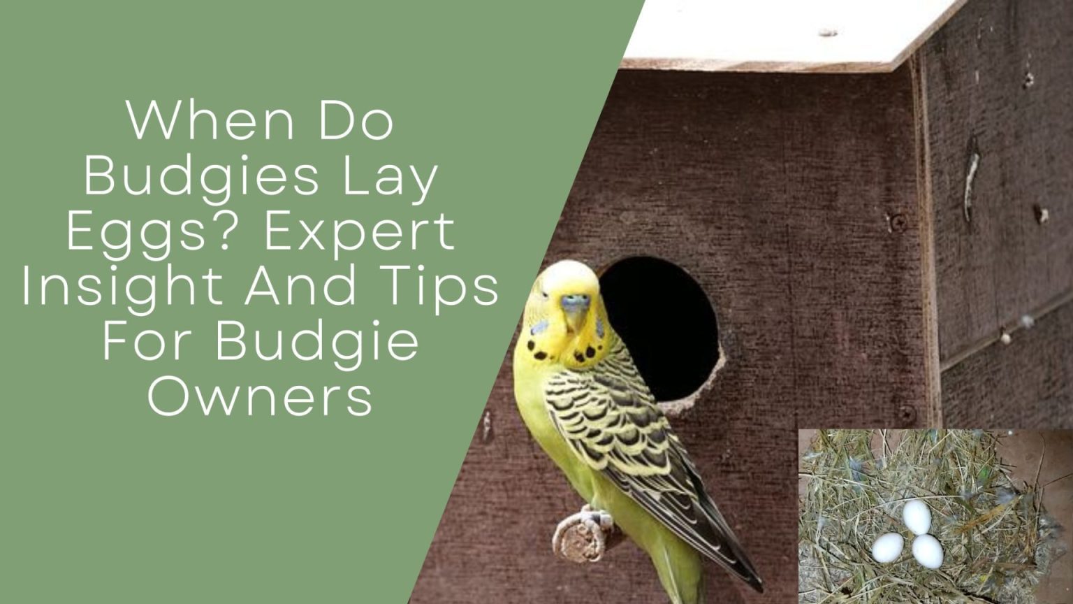 When Do Budgies Lay Eggs? Expert Insight And Tips For Budgie Owners