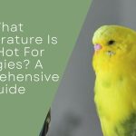 What Temperature Is Too Hot For Budgies