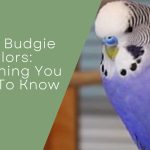 Violet Budgie Color