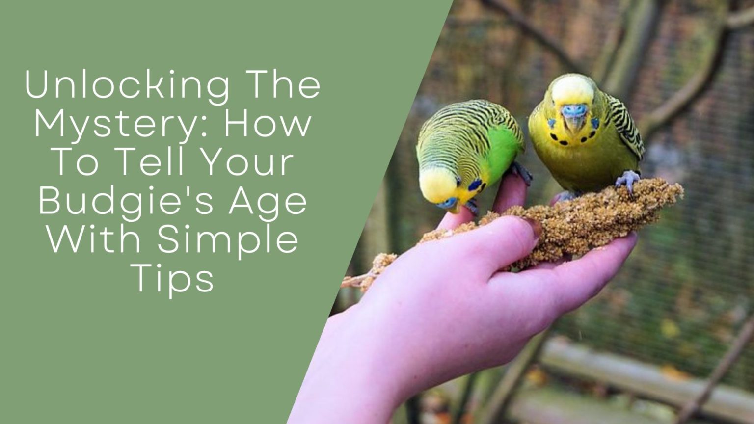 Unlocking The Mystery How To Tell Your Budgie's Age With Simple Tips
