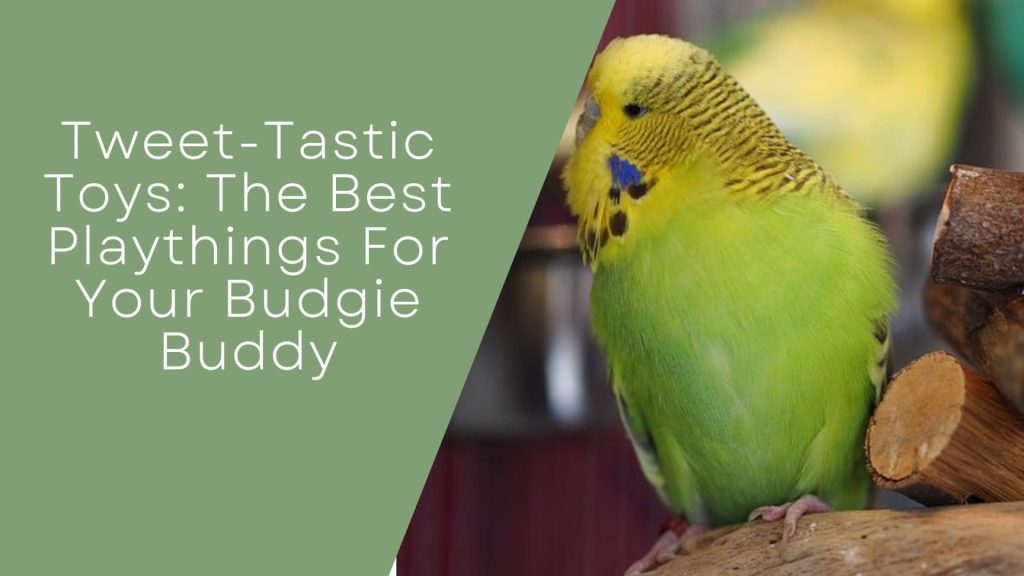 Exploring The Loving World Of Budgies