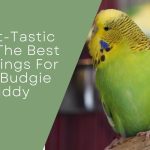 Exploring The Loving World Of Budgies