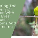 Budgies With Red Eyes