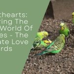 Loving World Of Budgies
