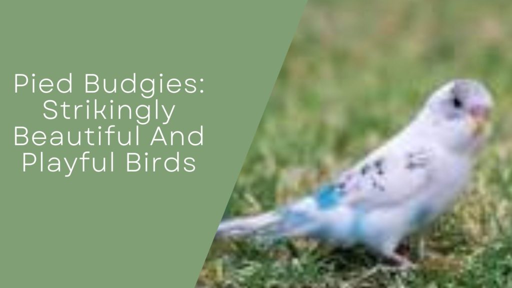Pied Budgies