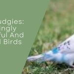 Pied Budgies