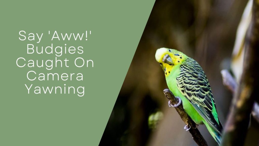 Budgies Caught On Camera Yawning