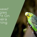 Budgies Caught On Camera Yawning