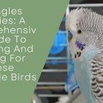 Spangles Budgies