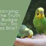 ruth About Budgie Behavior
