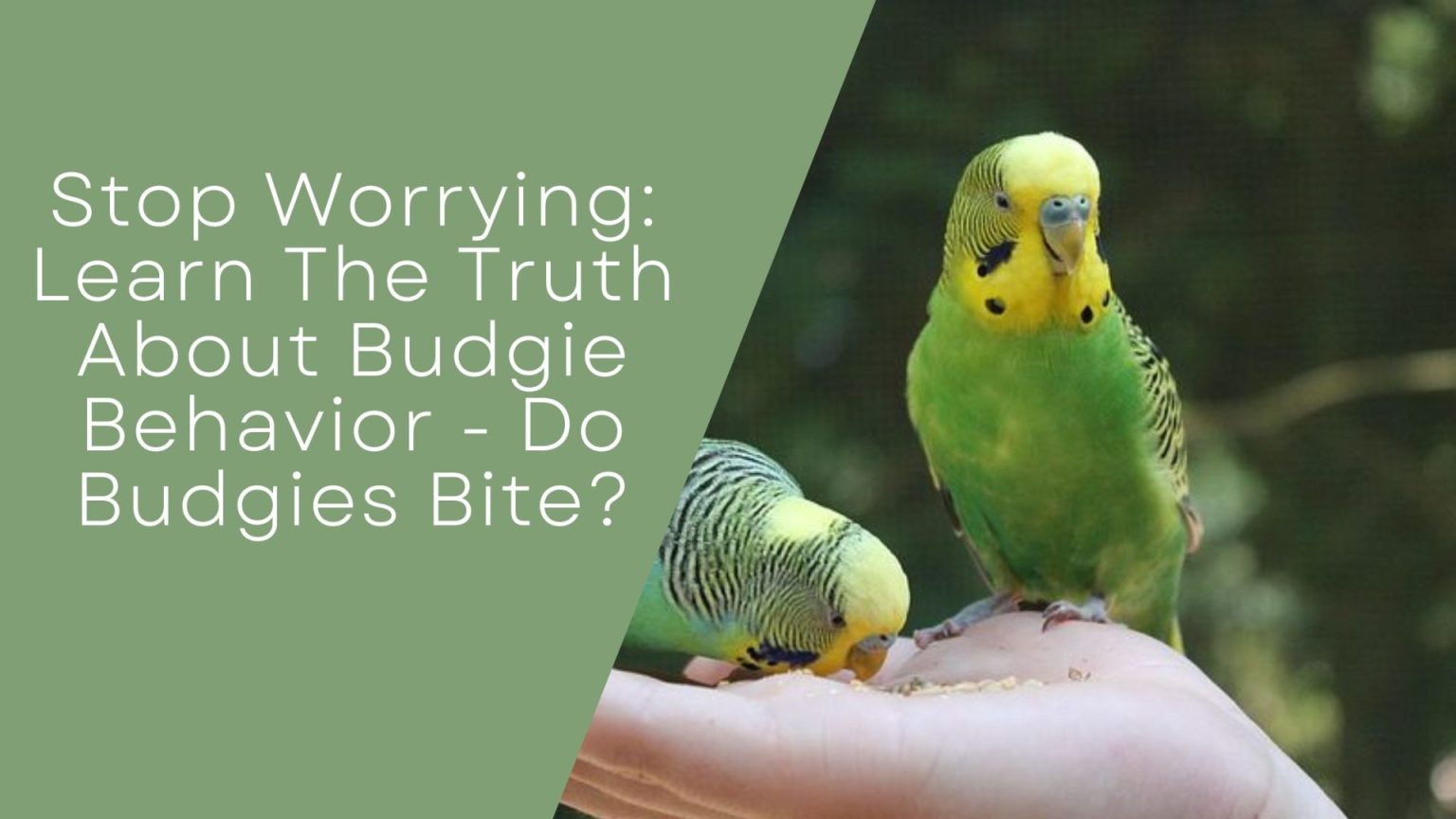 Stop Worrying: Learn The Truth About Budgie Behavior - Do Budgies Bite?