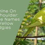 Creative Names For Yellow Budgies