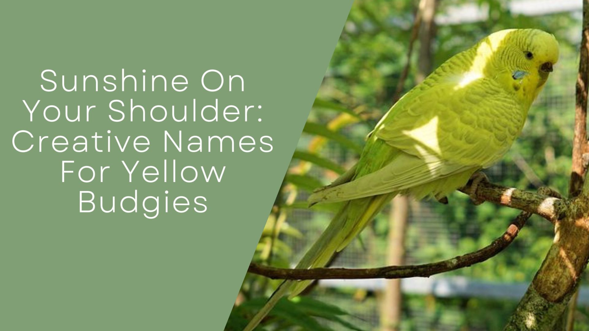 Creative Names For Yellow Budgies