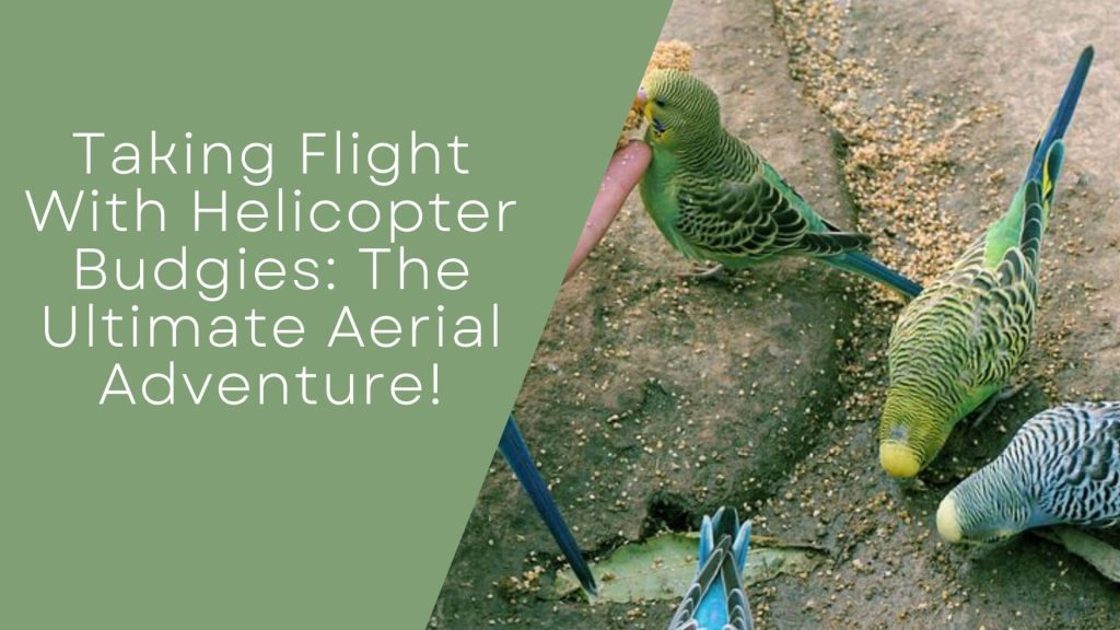 Helicopter Budgies