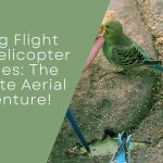Helicopter Budgies