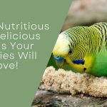 Foods Your Budgies