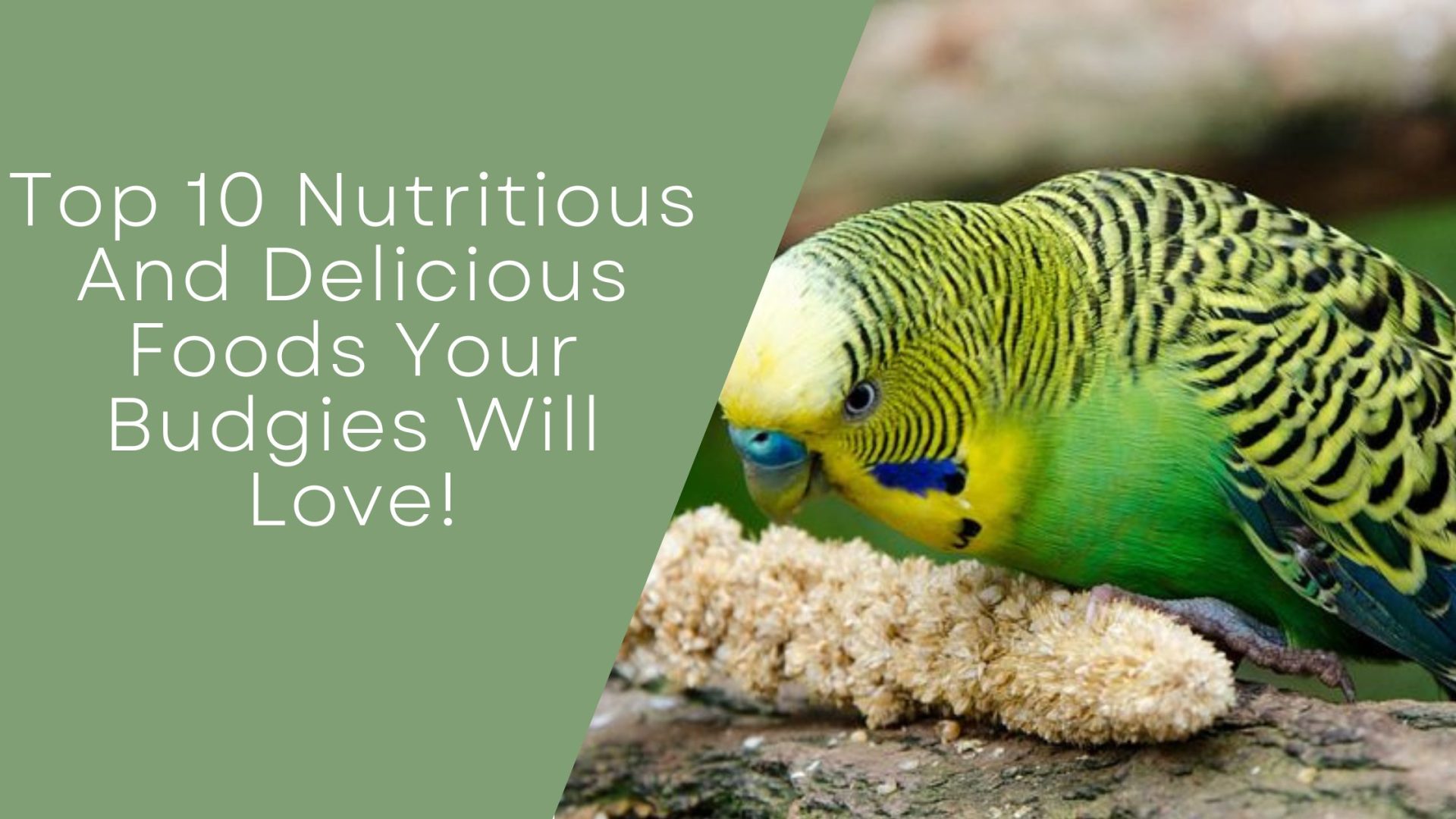 Foods Your Budgies