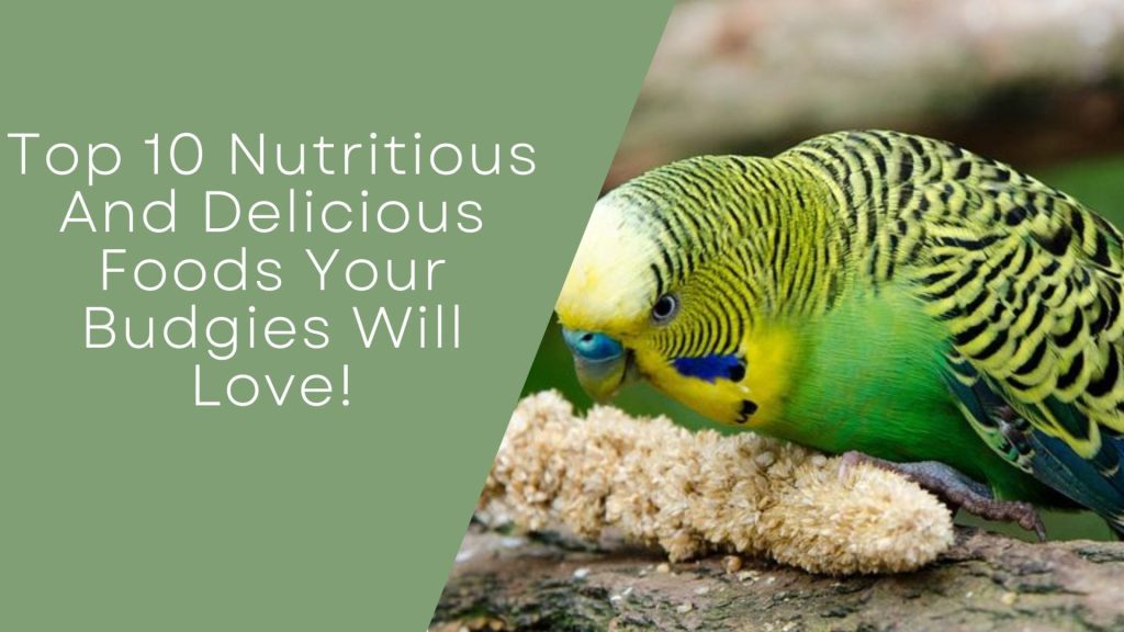 Hand Feed Formula For Happy Budgies