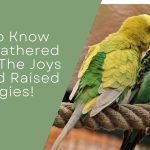 Joys Of Hand Raised Budgies