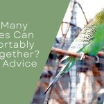 How Many Budgies Can Comfortably Live Together