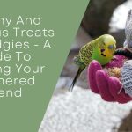 Healthy And Delicious Treats For Budgies