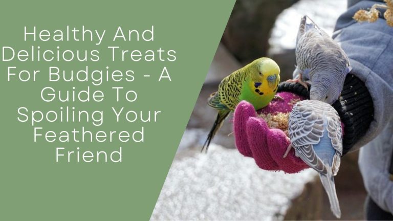 Healthy And Delicious Treats For Budgies