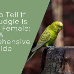 Is It Possible For Male And Female Budgies