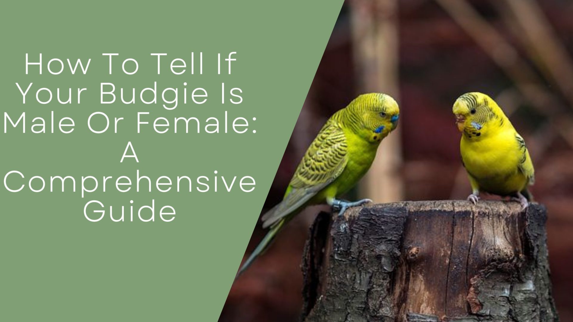 Is It Possible For Male And Female Budgies