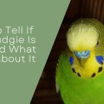 If Your Budgie Is Sick