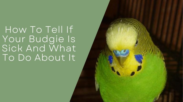 If Your Budgie Is Sick