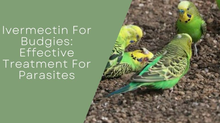 Ivermectin For Budgies