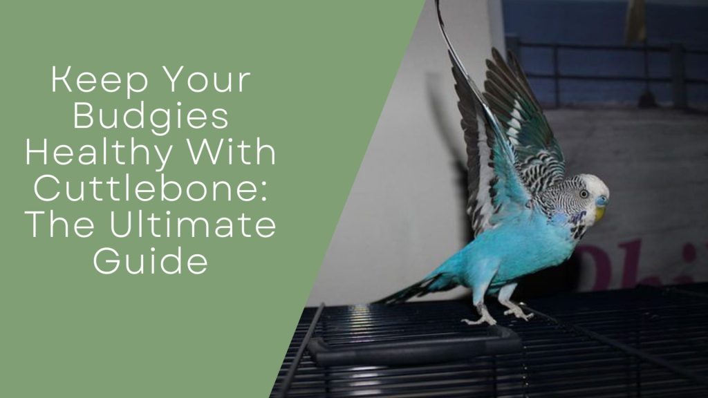eep Your Budgies Healthy With Cuttlebone