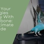 eep Your Budgies Healthy With Cuttlebone
