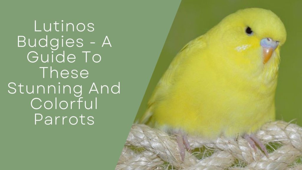 Lutinos Budgies
