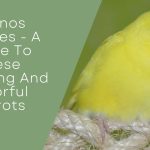 Lutinos Budgies